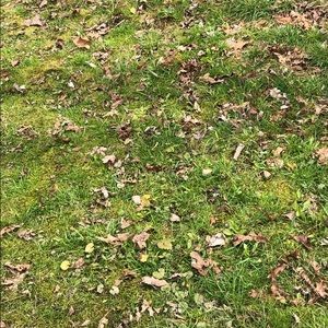 Meet your Posher, Buffy